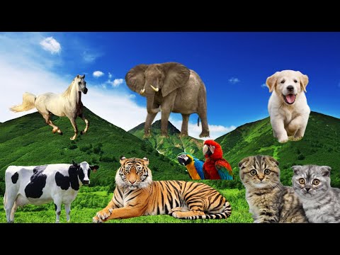 Pets and Wild animal sounds – Horse, Dog. Cow. Cat, Tiger, Lion, Elephant