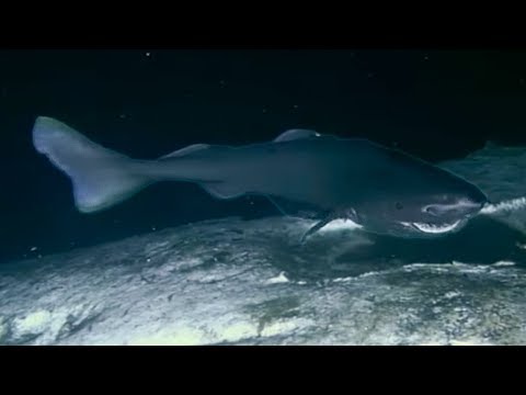 Sharks Feasting On A Whale Carcass | Blue Planet | BBC Earth