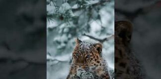 aggressive leopard enjoying snow in Norway😎 || Naturelover ❤️❤️ || #shorts #leopard