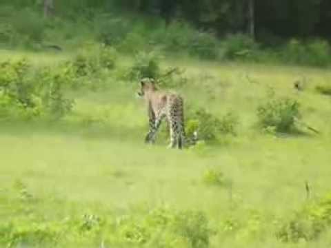 Leopard kill wild bour at Yala Park Top ten10@animal