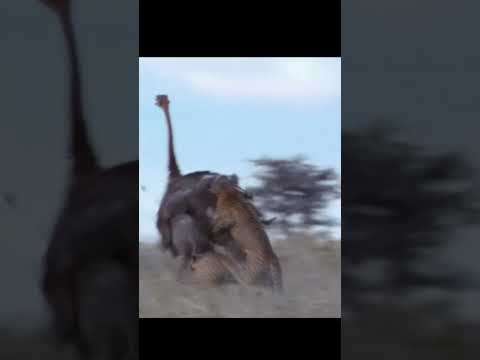 tiger attack on Ostrich #shorts #forest #wildlife #animal #viral #j2lion #j2motivation #lion #tiger
