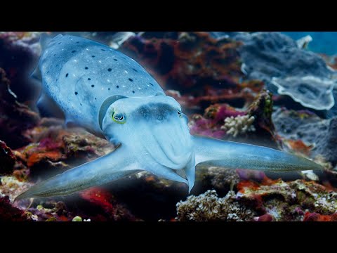 Cuttlefish Hypnotises Prey | Blue Planet II | BBC Earth