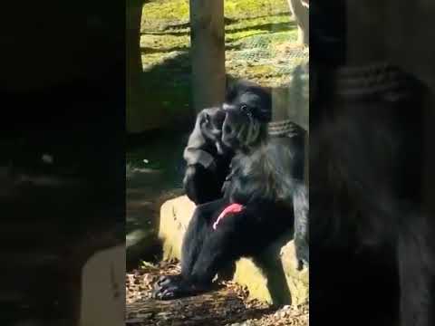 funny monkey open Tower / animals videos | funny animals