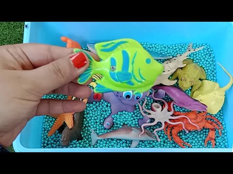 Learn Sea Animals Names and Sounds | Whale | Octopus | Frog | Crab | Star Fish | Hammer Fish