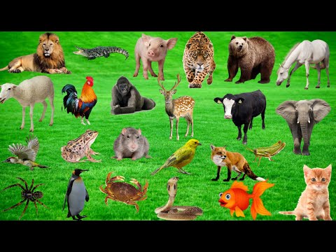 Lovely Animals Sounds | Bear , Giraffe , Goat ,Lion, Tiger , Duck, Fish  | Animals Sounds | Wildlife