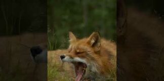 fox | lomdi 🦊 #fox #wildlife #nature #viral #shortsvideo #shorts #jungle #trending