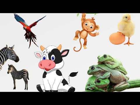 LOVELY ANIMAL SOUNDS: Pigeon, Raccoon, Seal, Horse, Swan, Squirrel, Ostrich, Snake, Lizard, Frog..