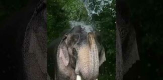 An elephant showering himself 🐘💦 #elephant #shower #wildlife #nature #viral #shortsvideo #shorts