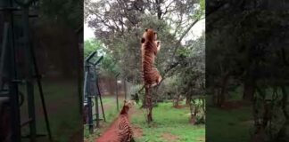 Tiger high jump 🐅 #tiger #highjump #wildlife #nature #viral #shortsvideo #shorts #trending