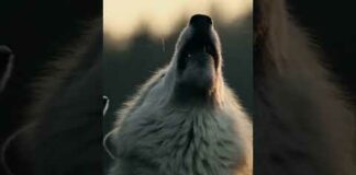 Wolf howling 🐺 #wolf #howling #wildlife #nature #viral #shortsvideo #shorts #trending