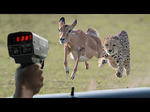 These Are 10 Fastest Animals On This Planet