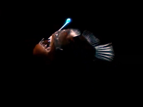 Strange Bioluminescing Deep Sea Animals | Blue Planet | BBC Earth