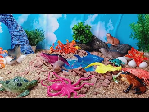 sea toy sandbox collection video, sea lion, crab, octopus, shark, whale