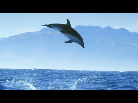 Diving With Dolphins – Joy | Mindful Escapes | BBC Earth