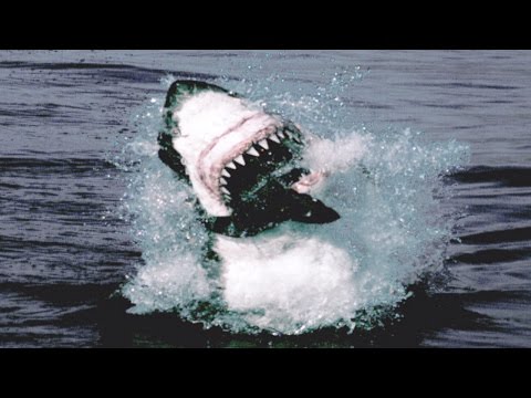 Great White Shark Attack And Breach | Planet Earth | BBC Earth
