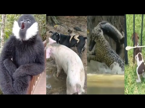Discovery new all animals. A very comedy and interested vedeo. All animals behaviour of funny.😆
