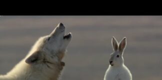 Wolf Pack Hunts A Hare | The Hunt | BBC Earth