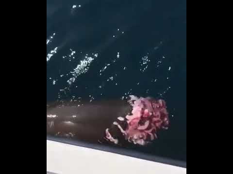 Terrifying footage a Great White Shark eating seal alive. * Sensitive / Graphic Content *