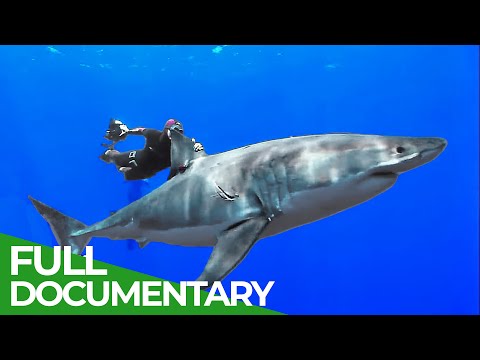 Adventure Ocean Quest: Discovering Another World | Special Episode | Free Documentary Nature