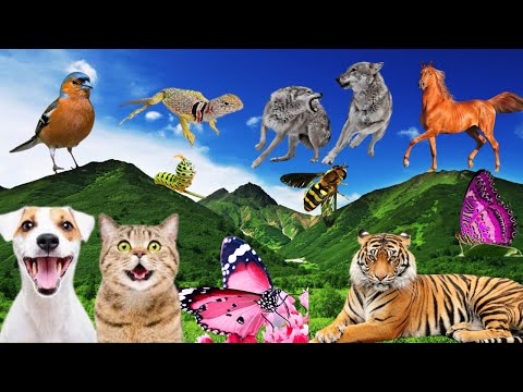 Pets, Wild animals, Mammals – Insects, Birds – Cat, dog, wolf, tiger, Butterfly, bee, caterpillar