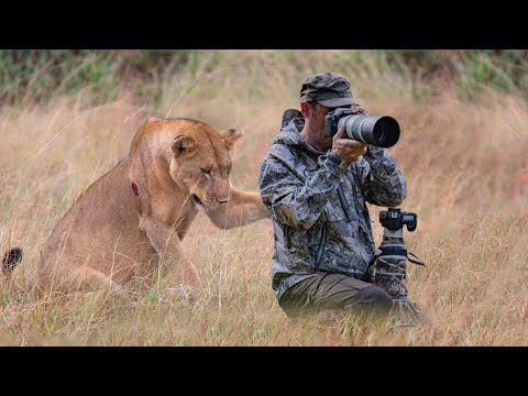This Lioness Surprised The Photographer In An Unexpected Way