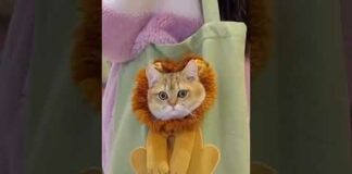 cute cat moment 😘❤🤗💖 #shorts #shortsfeed #viral #cat #pet #animal