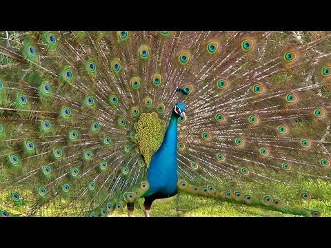 Peacock Dance Display – Peacocks Opening Feathers HD & Bird Sound