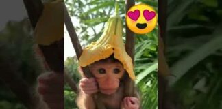 A cute baby monkey 🐒 #monkey #wildlife #nature #viral #shortsvideo #shorts #trending #jungle