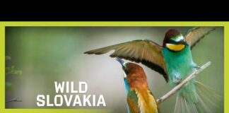 Wild Slovakia | Go Wild