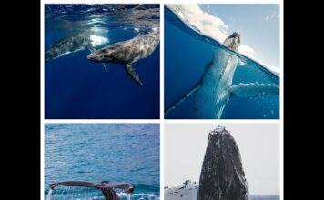 Whales and sharks like you’ve never seen before with live photography