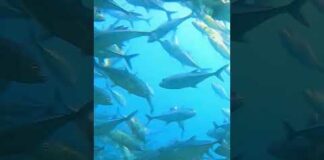 Shoal of fish 🐟🐠 #fish #shoal #wildlife #nature #viral #shortsvideo #shorts #trending