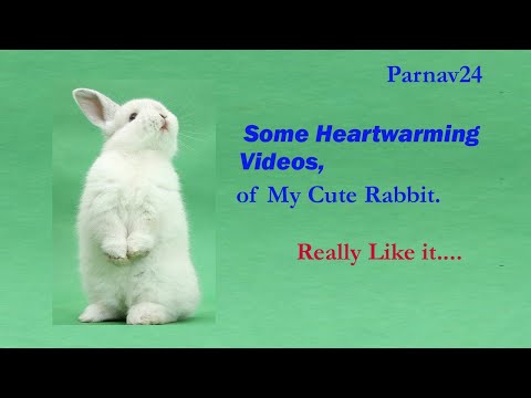 Animal Video I my cute rabbit # 36