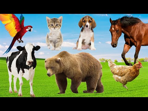 CUTE LITTLE ANIMALS: Kitten, Puppy, Horse, Cow, Chicken, Parrot, Bear and others – ANIMAL MOMENTS