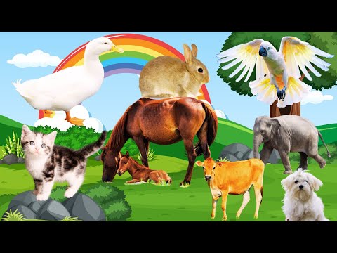 Cute moments of animals around us : horse, cow, cat, dog, elephant, chicken , rabbit – Cute animals
