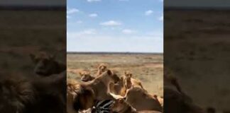 Group of lions attack zebra 🦁🦓 #lion #lions #zebra #wildlife #nature #viral #shorts #trending