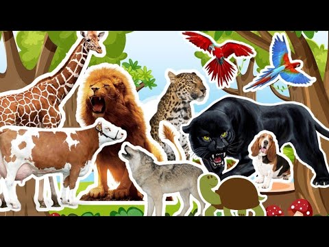 Learn sounds of domestic and wild animals | Relaxation sounds: bird, lion, cow, ostrich, duck, cat..