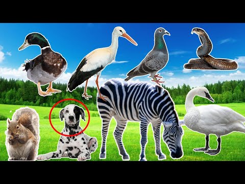 zoo animal daily activity cute all animal cat, dog, horse, duck, pig rtc