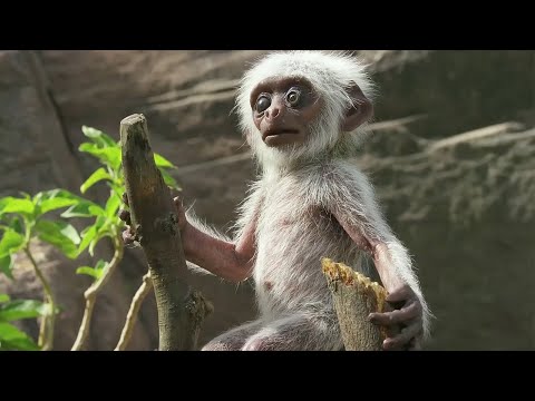 Monkey Troop Mourns the Death of Baby Together | BBC Earth