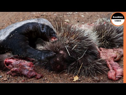 Porcupine Vs Honey Badger : Can Quills Save The Porcupine ?