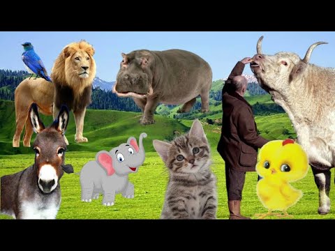 Animal sounds, farm & wild animals – horse, elephant, cow, goat, cat, hippo, pig, lion, sheep, duck