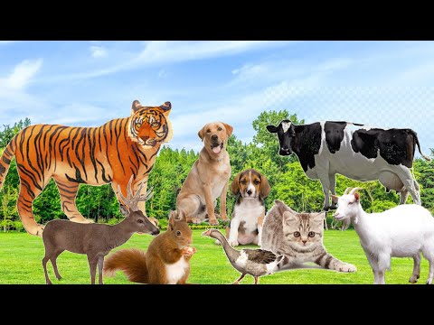 Domestic dogs and some other animals as-dog,cat,cow,duck,tiger,lion ! paulanimals8403
