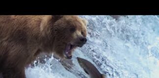 Grizzly Bears Catching Salmon | Nature’s Great Events | BBC Earth