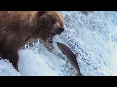 Grizzly Bears Catching Salmon | Nature’s Great Events | BBC Earth