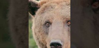 Bear vs. Mountain Goat: Epic Battle in the Wild! ⚠️ #youtubeshorts #wildlife #viral #bear