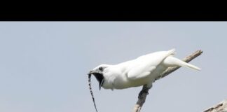White bellbird: listen to the world’s loudest bird call