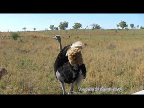 Animal Struzzo Ostrich attack safari topten@world