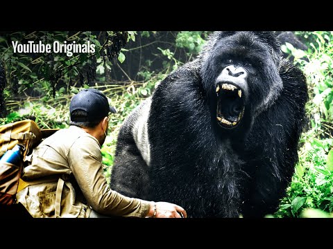LARGEST Gorilla Found in Congo! | Brave Mission