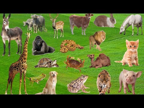 Cute Animals Sounds , Parrot , Birds , Car ¿Dog , Lion , Bear , Dear, Buffalo ,Rat | Animals Sounds