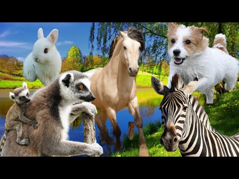 Relaxing sounds of beautiful animals | Dog, Horse, Lemur, cheetah, zebra