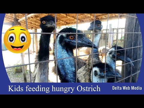 Kids feeding hungry Ostrich, Funny video for kids